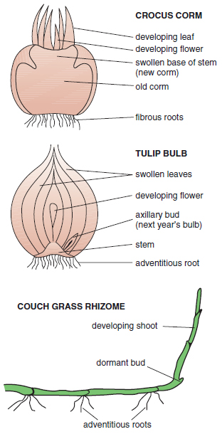 Figure 11.6 Structure of organs responsible for over-wintering and vegetative propagation