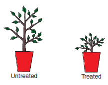 Figure 11.7 Chemical growth retardant is incorporated into compost used for pot plants such as chrysanthemum