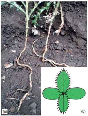 Figure 13.11 Creeping thistle plant showing (a) lateral roots, (b) seedling