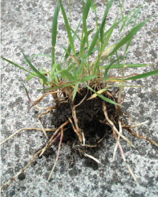 Figure 13.12 Couch grass plant showing rhizomes