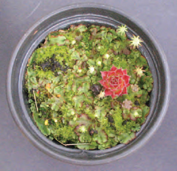 Figure 13.16 Pot plant compost covered with moss and liverwort