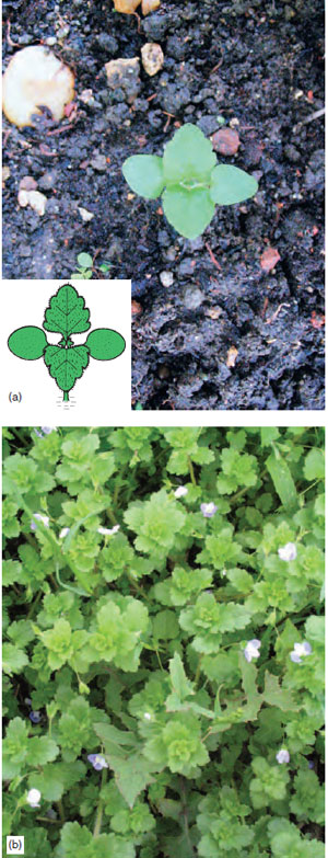 Figure 13.9 (a) Field speedwell seedling (b) Field speedwell plants