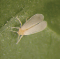 Figure 14.10 Adult glasshouse whitefly, actual size is about 1 mm long
