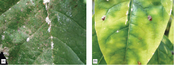 Figure 14.11 (a) Mealy bug (b) Brown scale