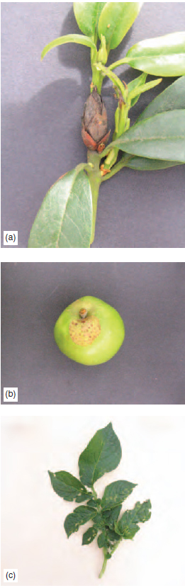 Figure 14.12 (a) Bud blast on rhododendron transmitted by a leafhopper (b) Capsid damage on apple. (c) Capsid damage on potato leaf