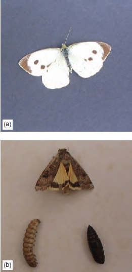 Figure 14.13 (a) Cabbage-white adult. (b) Yellow underwing moth with cutworm larva and brown