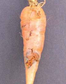 Figure 14.16 Carrot fly damage