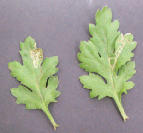 Figure 14.17 Chrysanthemum leaf miner damage