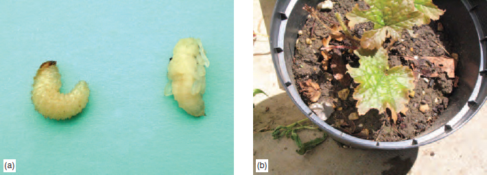 Figure 14.18 (a) Vine weevil larva and pupa (b) Adult Vine Weevil damage on Tellima