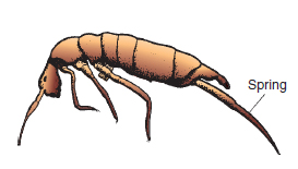 Figure 14.23 Springtail – about 2 mm in size – can jump by means of spring at the end of its body