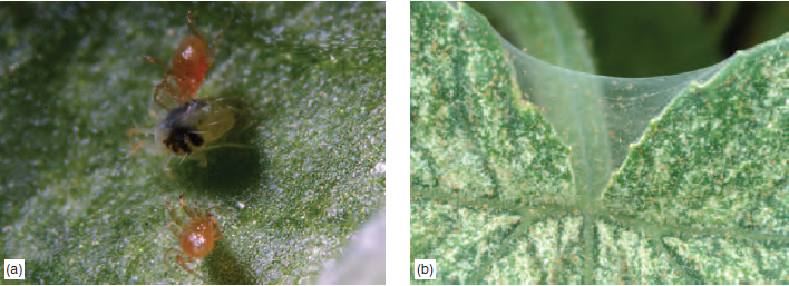 Figure 14.25 (a) Glasshouse red spider in the centre (b) webbing