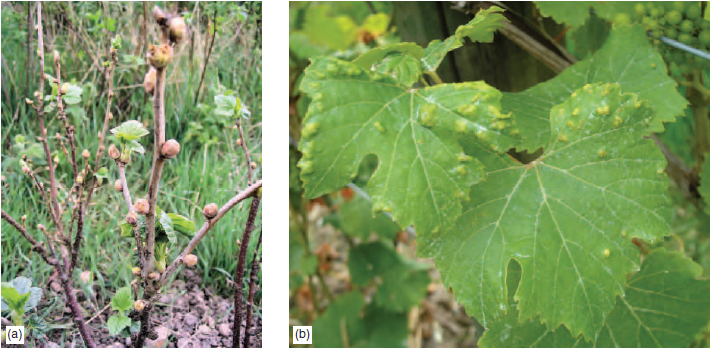 Figure 14.26 (a) Big bud symptoms on blackcurrant (b) Erineum mite damage on grape leaf