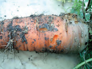 Figure 14.3 Slug damage on carrot