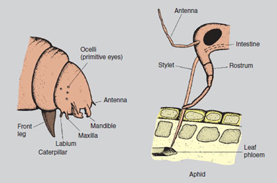Figure 14.5 Mouthparts of the caterpillar and aphid . Note the different methods of obtaining nutrients. The aphid selectively sucks up dilute sugar solution from the phloem tissue