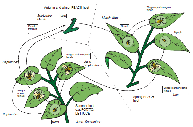 Figure 14.8 Peach-potato aphid life cycle throughout the year. Female aphids produce nymphs on both the peach and summer host. Winged females develop from June to September. Males are produced only in autumn. Eggs survive the winter. In greenhouses the life cycle may continue throughout the year