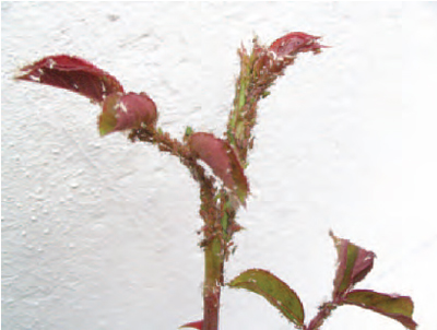 Figure 14.9 Rose aphid