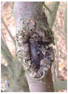 Figure 15.10 Apple canker