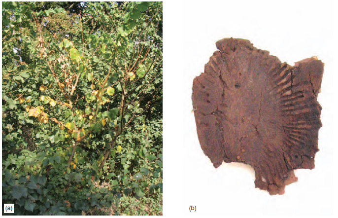 Figure 15.11 (a) Dutch Elm Disease. A young elm tree showing typical yellowing and wilting of leaves, (b) Tunnelling inside elm bark caused by Scolytus beetle larvae