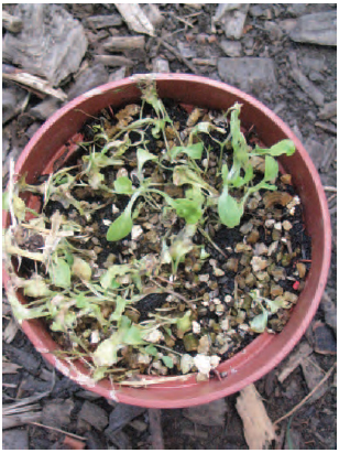 Figure 15.13 Damping off on seedlings. Note the shrivelled, papery appearance of the leaves on the infected plants