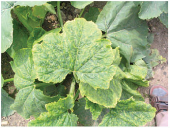 Figure 15.20 Cucumber mosaic virus. Note the leaf mottling