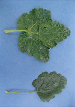 Figure 15.21 Reversion disease of blackcurrant. Note that the infected leaf (bottom) has fewer main veins and leaf lobes than the healthy leaf (top)