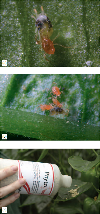 Figure 16.7 Glasshouse red spider mite predator. (a) Phytoseiulus predator eating glasshouse red spider mite (b) Eggs and young of Phytoseiulus (c) Application of Phytoseiulus to crop