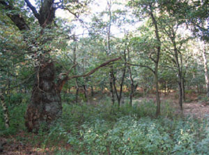 Mature woodland