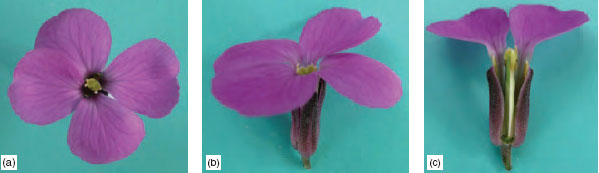 Wallflower flower (a) from above, (b) the side and (c) LS, illustrating the floral diagram above