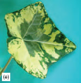 Leaf form: shape  