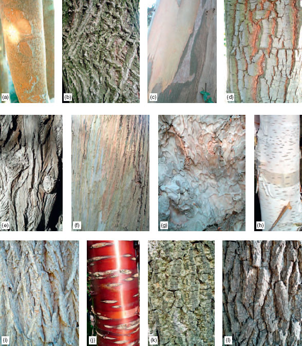Examples of the decorative effects of tree bark (a) Myrtus luma (b) Euonymus alatus (c) Eucalytus 