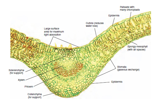Cross-section of Ligustrum leaf showing its structure as an efficient photosynthesizing organ